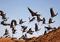 Siberian Cranes